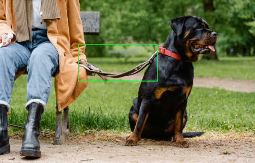 Dog walking on leash
