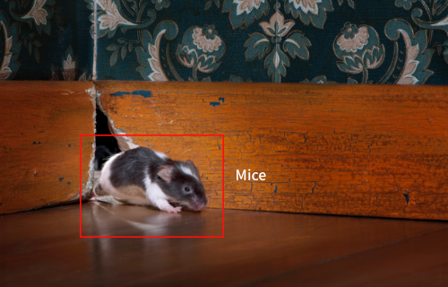 Mouse detection